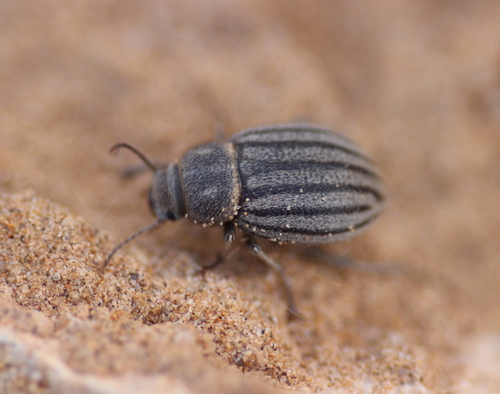 Pterolasia squalida