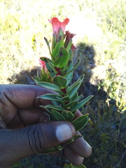 Lobostemon sanguineus
