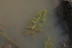 Utricularia stellaris