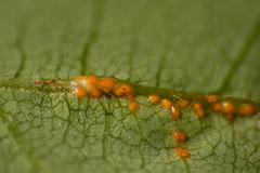 Synchytrium decipiens