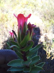 Lobostemon sanguineus