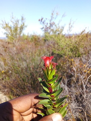 Lobostemon sanguineus