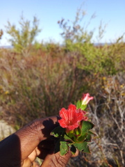 Lobostemon sanguineus