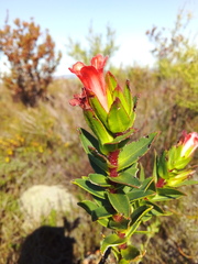 Lobostemon sanguineus