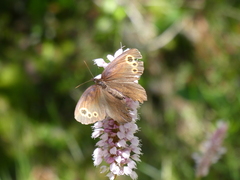 Erebia embla