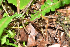 Polystichum stenophyllum