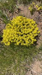 Sedum acre