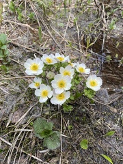 Anemone parviflora