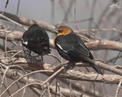 Xanthocephalus xanthocephalus
