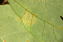 Synchytrium decipiens