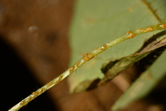 Synchytrium decipiens