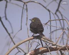 Xanthocephalus xanthocephalus