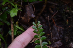 Polystichum stenophyllum