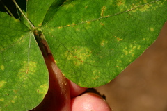 Synchytrium decipiens