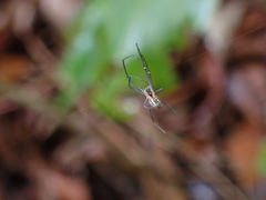 Leucauge regnyi
