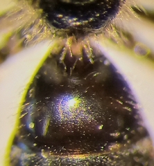 Lasioglossum pauxillum