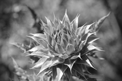 Carduus nutans