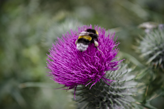 Bombus terrestris