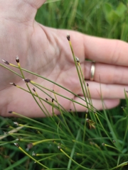 Eleocharis quinqueflora
