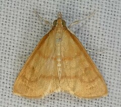 Helvibotys helvialis