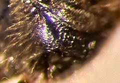 Lasioglossum pauxillum