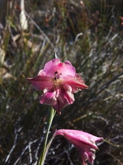 Gladiolus guthriei