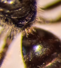 Lasioglossum pauxillum