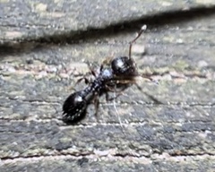 Temnothorax longispinosus