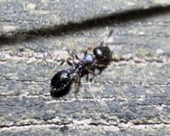 Temnothorax longispinosus