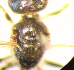 Lasioglossum pauxillum