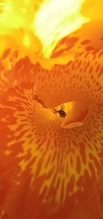 Tetragonula