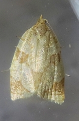 Adoxophyes negundana
