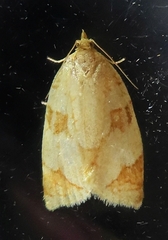 Adoxophyes negundana