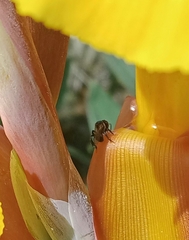Tetragonula