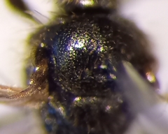 Lasioglossum pauxillum