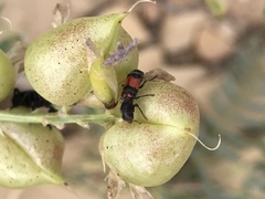 Enoclerus coccineus