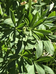 Lupinus latifolius barbatus