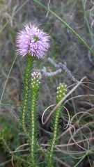 Stilbe ericoides