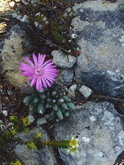 Trichodiadema occidentale