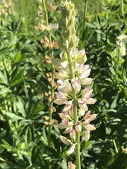 Lupinus latifolius barbatus