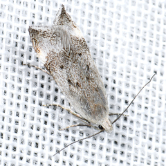 Coleotechnites invictella