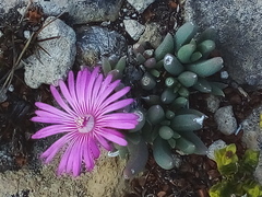 Trichodiadema occidentale