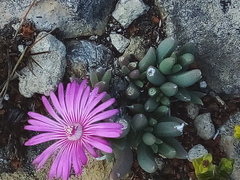 Trichodiadema occidentale