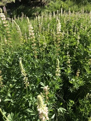 Lupinus latifolius barbatus