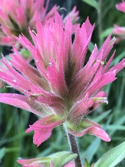 Castilleja miniata miniata