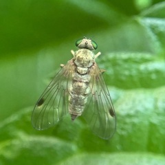 Chrysopilus asiliformis