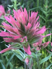 Castilleja miniata miniata