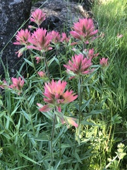 Castilleja miniata miniata