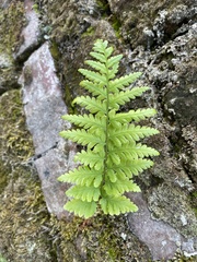 Dryopteris filix-mas