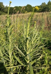 Sonchus palustris